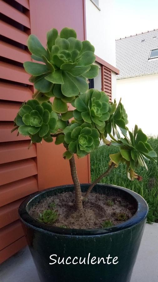 潘波勒Epiphytes Et Succulentes公寓 外观 照片